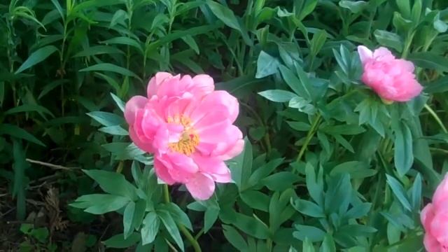 Pink Hawaiian Coral Peony-Day 2 смотреть онлайн