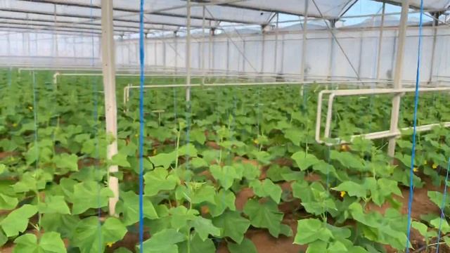 Огурец Мадрилене в теплице 2021. смотреть онлайн