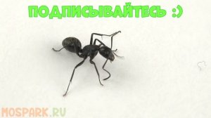 Муравей Чёрный муравей древоточец - Camponotus Vagus