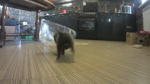 Балованный щенок играет с пакетом. Щенок чихуахуа. смотреть онлайн