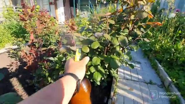 99, Обработка роз. Шашлык с внуками..mp4 смотреть онлайн