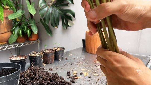 Alocasia Bambino Care And Propagation (with Updates!)