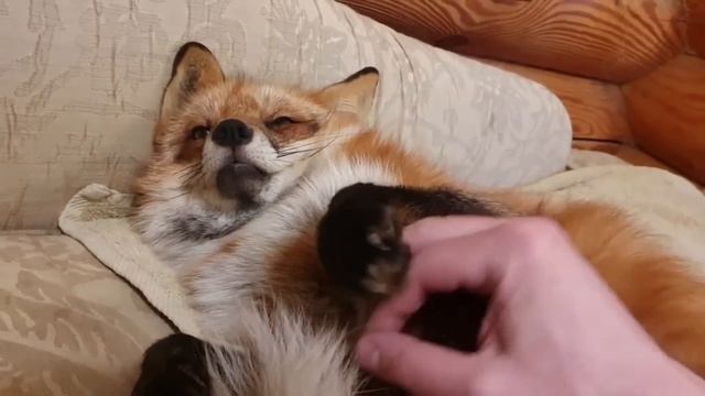 Ли Сяо / Alice the Fox Лиса Алиса (Предводитель собачьей стаи) смотреть онлайн