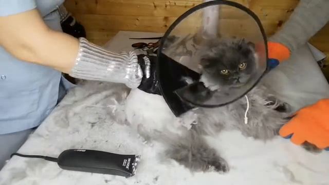 Видео-урок16 с комментарием бесплатно по стрижке кошек своими руками. смотреть онлайн