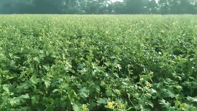 सरसों की बुवाई करते समय इन 4 बातों का ध्यान रखना पैदावार निकलेगी 1 बीघा में 7 कुंटल, musterd farmin смотреть онлайн