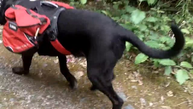 Plan B Waterpump Blues