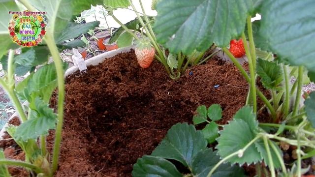 Клубника в кашпо с новыми подкормками. Мука и дрожжи для клубники смотреть онлайн