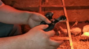 Заселение цыплят в курятник