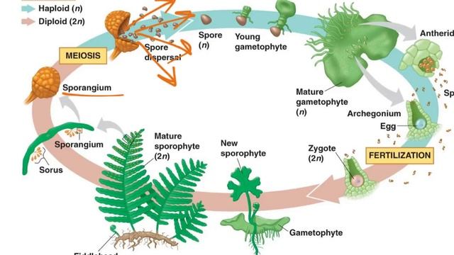 Fern Life Cycle смотреть онлайн