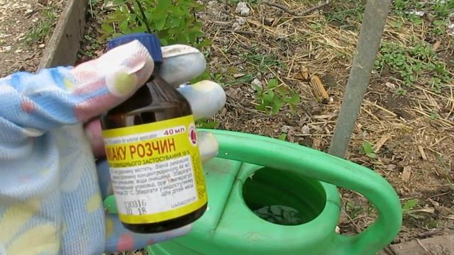 НАШАТЫРНЫЙ СПИР- как УДОБРЕНИЕ и от ВРЕДИТЕЛЕЙ КЛУБНИКИ.. Ammonium alcohol as a fertilizer.. смотреть онлайн