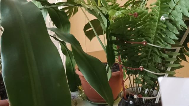 Борьба с клещами дома и на даче... смотреть онлайн