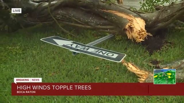 Storm uproots large ficus tree in Boca Raton смотреть онлайн