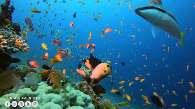 ТАЙНЫ ОКЕАНОВ | Музыка Сергей Грищук