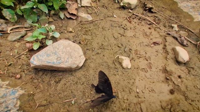 Путешествие в Непал, Trip To Nepal 2023