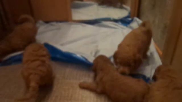 Ребята-пуделята. смотреть онлайн