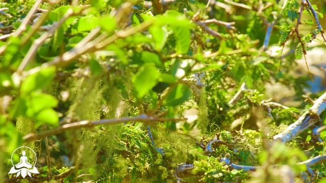 расслабляющая музыка с звуки природы для массажа, сна и души, медитация ? релакс музыка смотреть онлайн