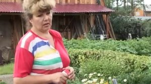 Вырастить пион из семян вполне реально