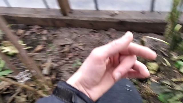 Инжир гибрид Кадоты и Коричневый турецкий( Brown turkey ) розличия между ними на первый взгляд... смотреть онлайн