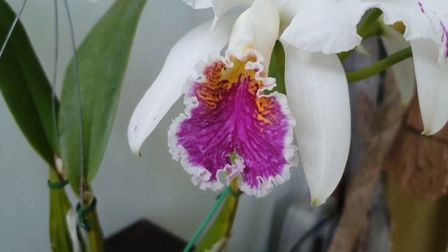 Новичёк!!! Cattleya mossiae semi alba "Aquinii " смотреть онлайн