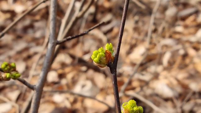 Handel "Largo" Soprano Saxophone смотреть онлайн