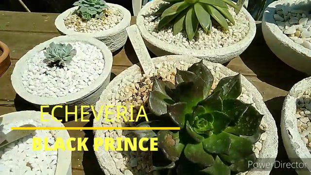 Cactos E Echeverias, Dia De Fertilização...Atualização..