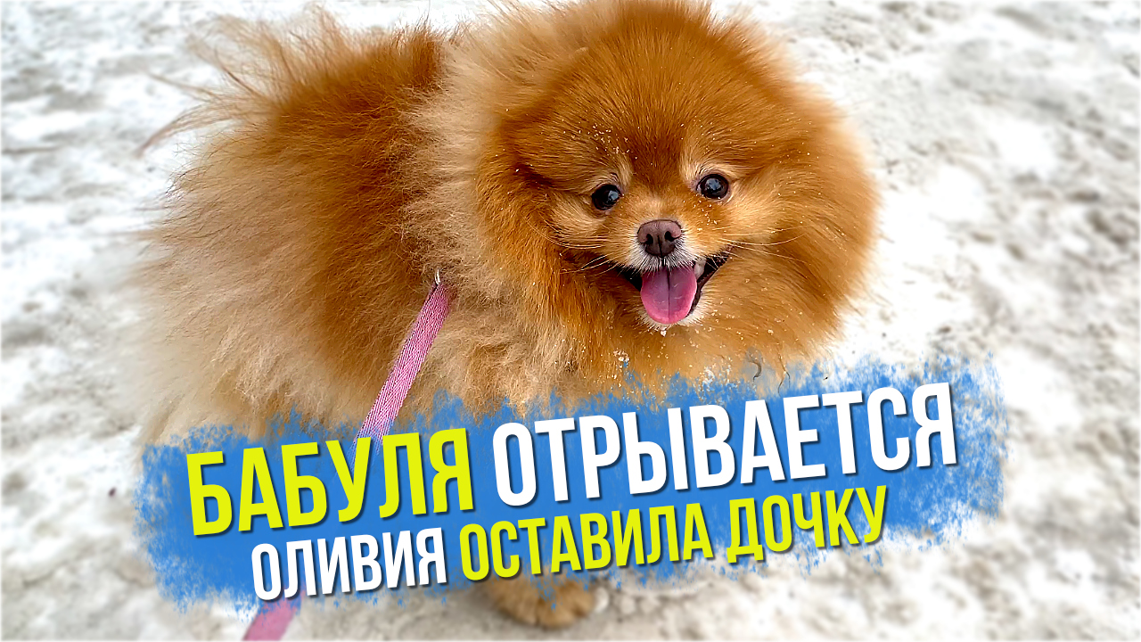 Шпиц Оливия оставила дочку. Шпиц Бэлла - азартный игрок