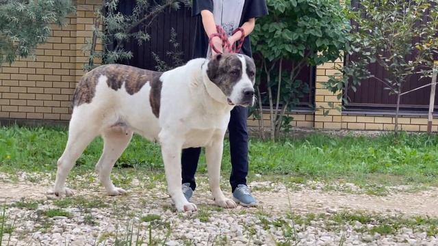 КАБАЧОК(Огонёк *Булат).При рождении была похожа на маленький кабачок,так и прилепилось!+79157787787 смотреть онлайн