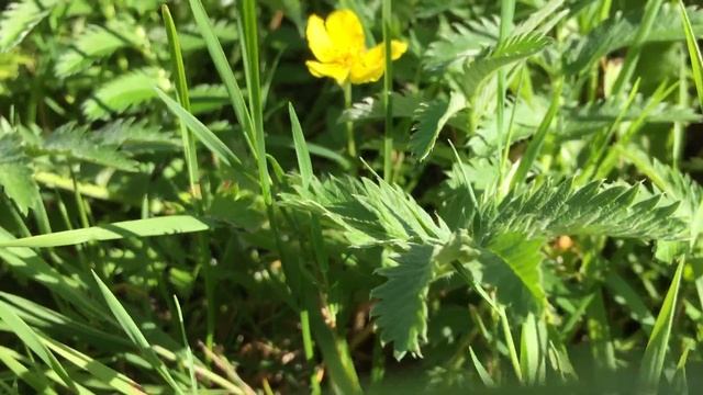Nátržník husí Potentilla anserina L. смотреть онлайн
