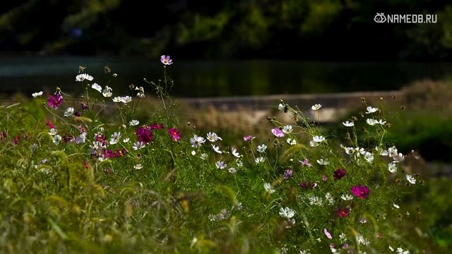 Почему вы не можете достичь цели? Знаки Зодиака стихии Земли смотреть онлайн