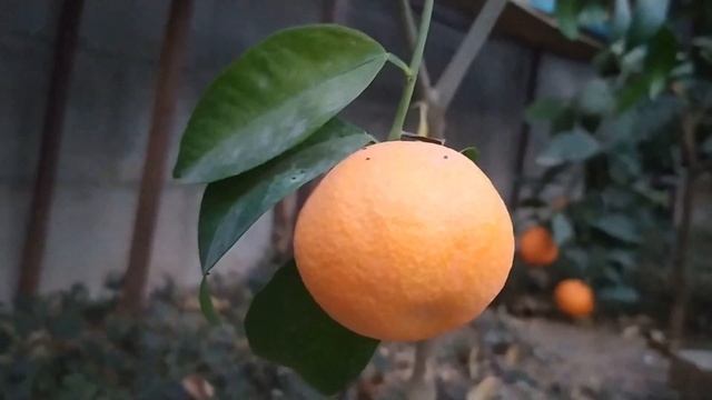 Созревание мандаринов в траншейной теплице смотреть онлайн