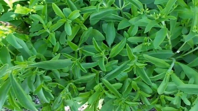 Stevia Tonic смотреть онлайн