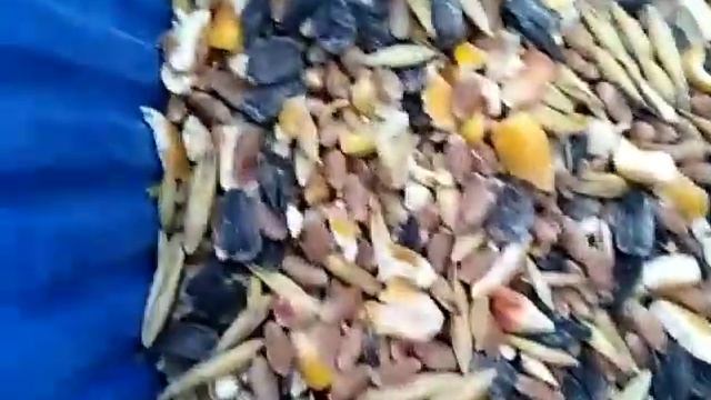 Зерно смесь для кур несушек зимой ????? смотреть онлайн