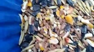 Зерно смесь для кур несушек зимой ?????