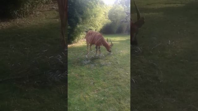 Call of antilop bongo in zoo Antwerpen смотреть онлайн