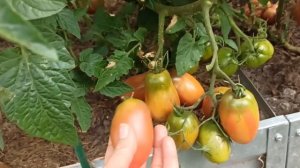 АЛЬМАНДИН.Томат.