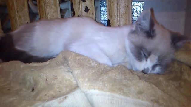 Сиамский з підвалу.