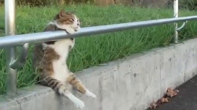 котейка думает о смысле жизни смотреть онлайн