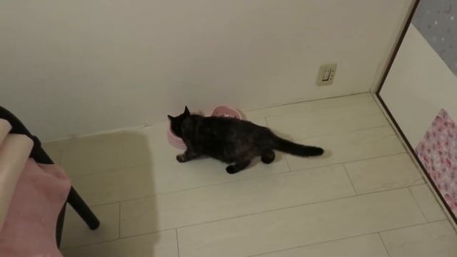 Жизнь в Японии /Кошачья семья/Японские кошки/Кошка родила смотреть онлайн