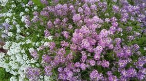 Алиссум выращивание из семян: шикарное цветение в октябре