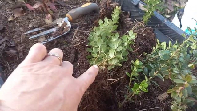 парциальные саженцы брусники смотреть онлайн