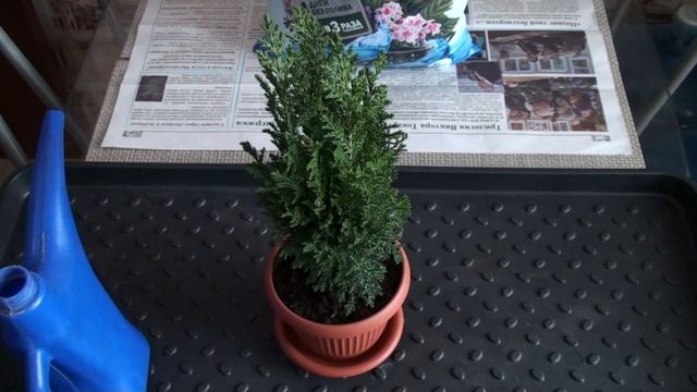 Новогоднее растение в горшке: ель Коника, кипарисовик Элвуди. Что делать дальше? смотреть онлайн