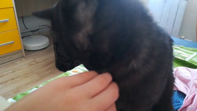 Кот ест пальцы смотреть онлайн