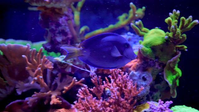 Relaxing 4K Reef Tank Aquarium Experience - RedSea Reefer 425XL