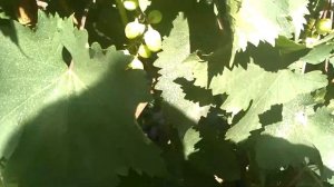 Виноград:Аметист Новочеркасский.