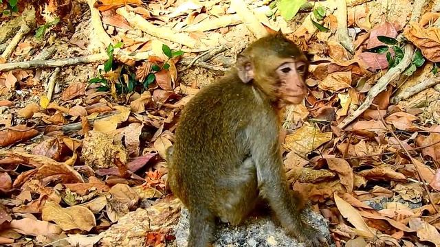 Pitiful !! Princess Leyla Monkey Look Very Hungry Leyla Getting Mango A lots смотреть онлайн