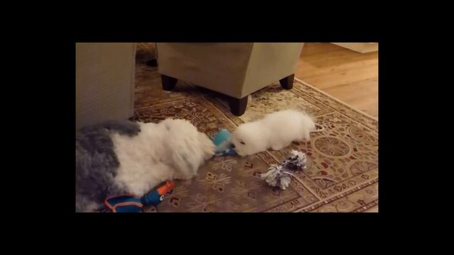 Max and Moritz 2nd Episode смотреть онлайн