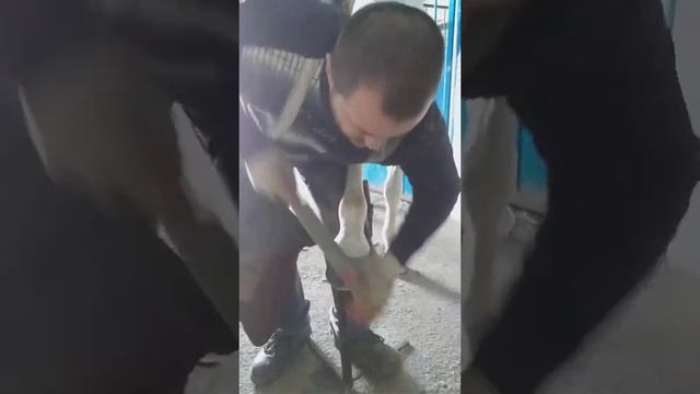 Расчистка и подковывание лошади. смотреть онлайн