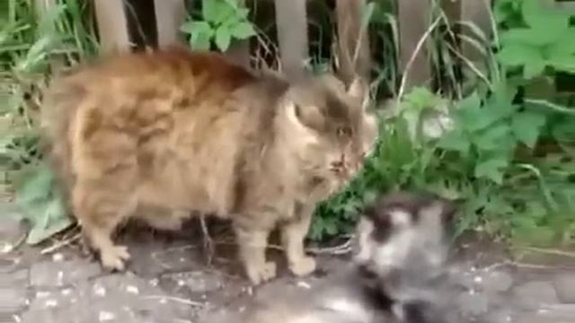 Дикие кошки видео. Кошачьи Бои! Один Против Банды! смотреть онлайн