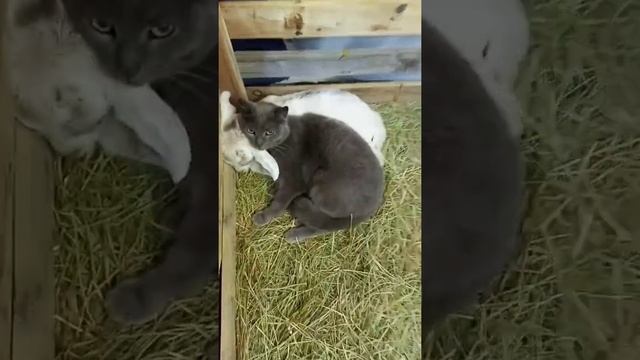 Козлята и мама кошка) Уход за козлятами, искуственное выкармливание смотреть онлайн