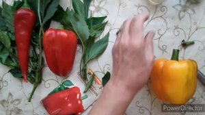 Черенкование сладкого перца. Эсперимент.